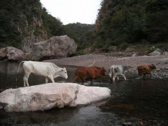 Vacas atravessam o rio Coco, no Canyon de Somoto, na Nicarágua, perto da fronteira com Honduras